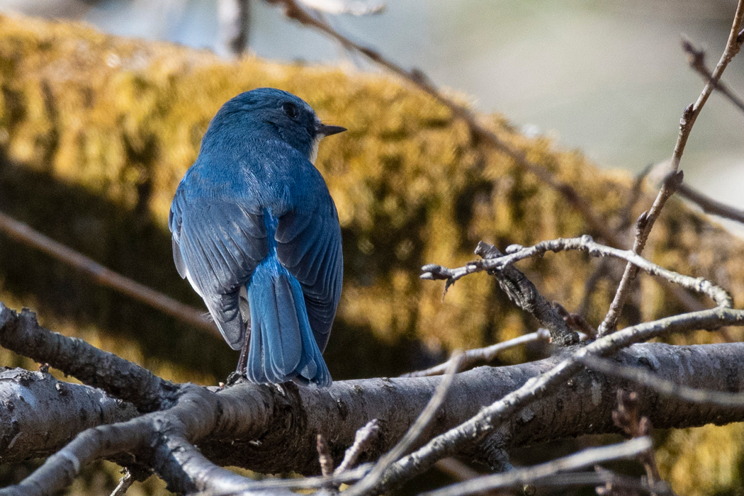 桜の枝にとまりました。