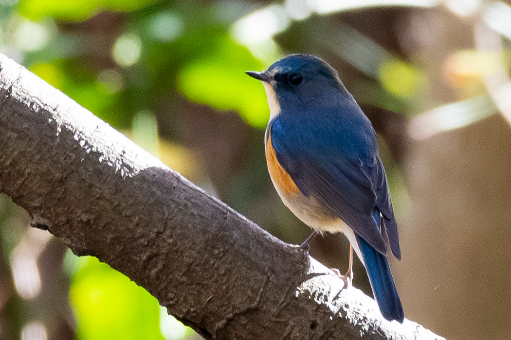 しっかり青い個体です。