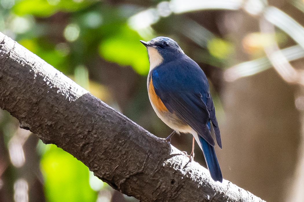 片倉城跡公園-小宮公園