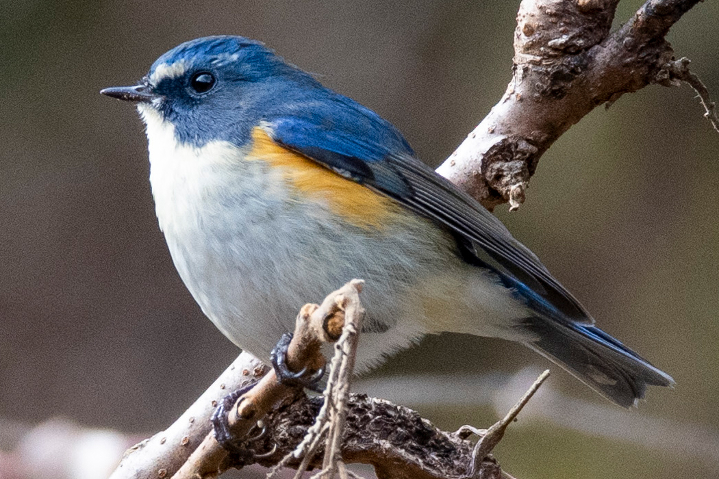 大晦日の早戸川林道
