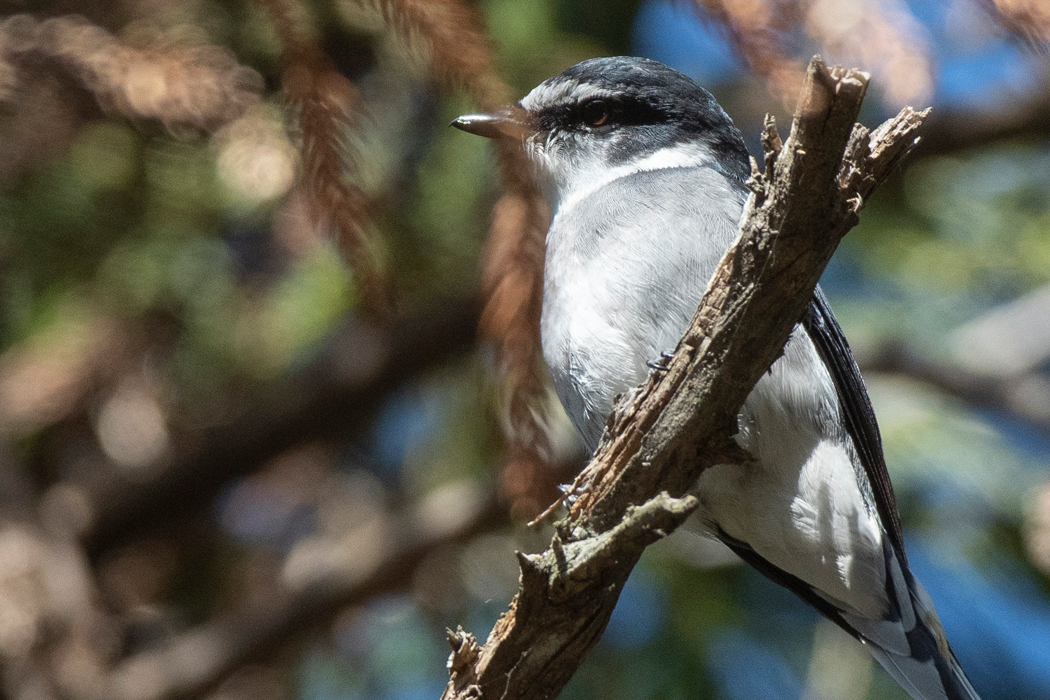 額の白が狭いように感じます。