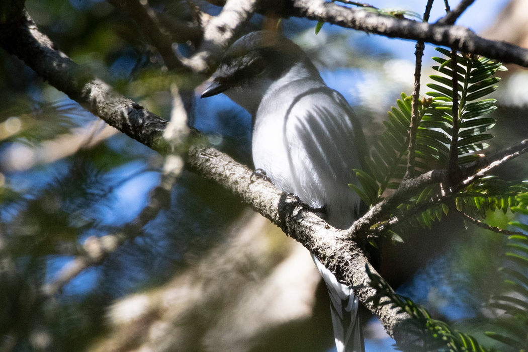枝の中のメスです。