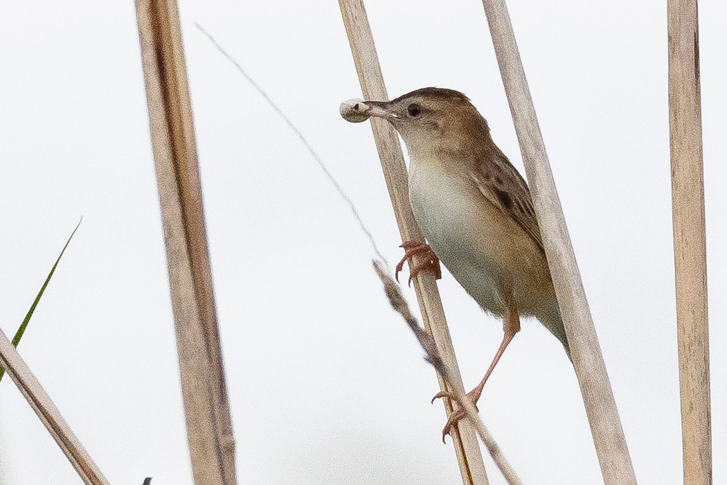 何か餌を見つけたようです。