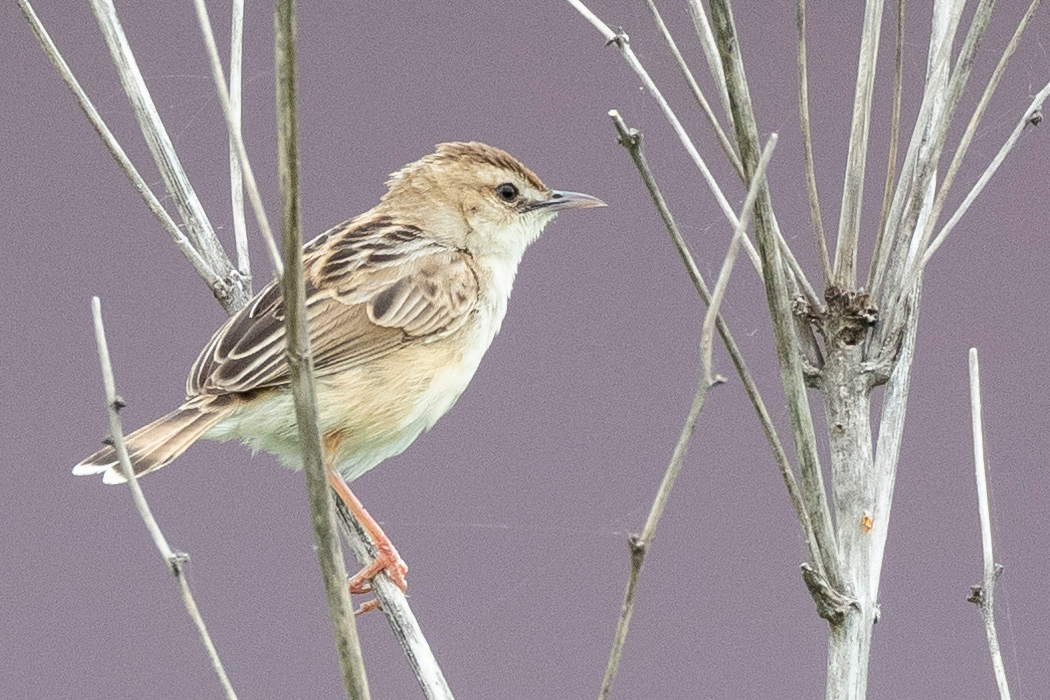 多摩大橋下の河川敷