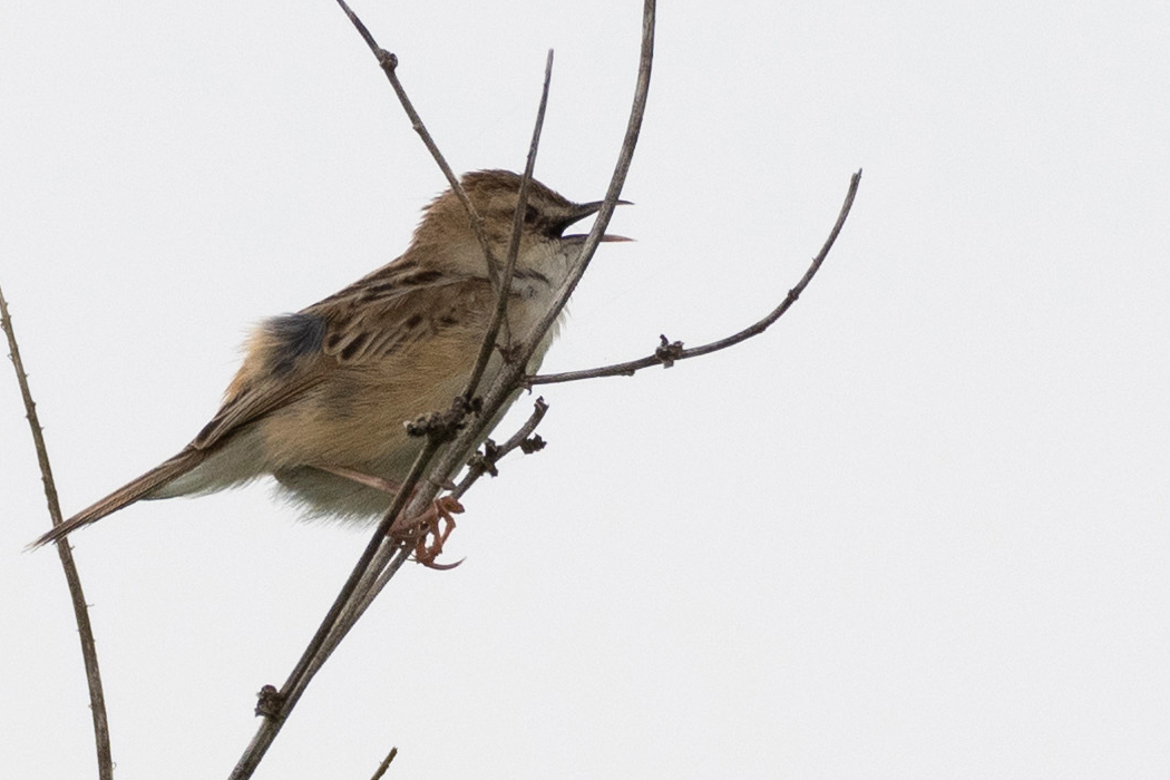 嘴の先が少し曲がっています。