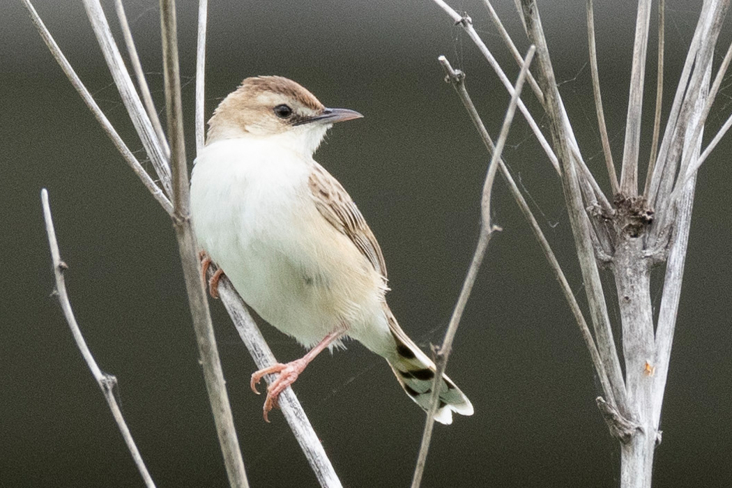 腹は真っ白です。