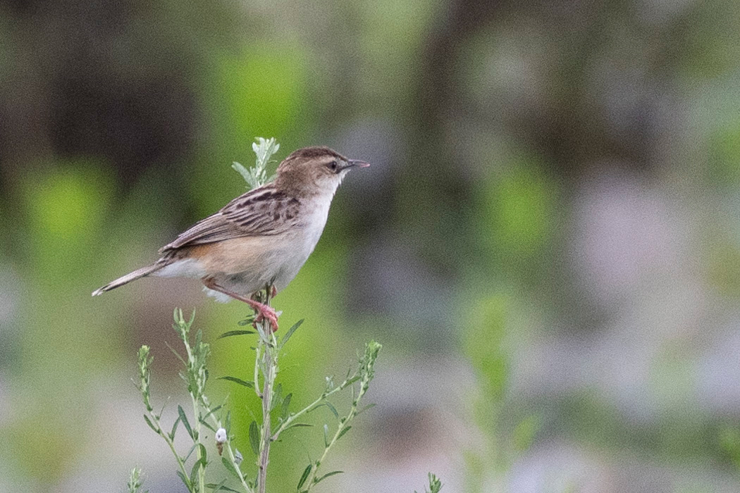 薮から出てきました。