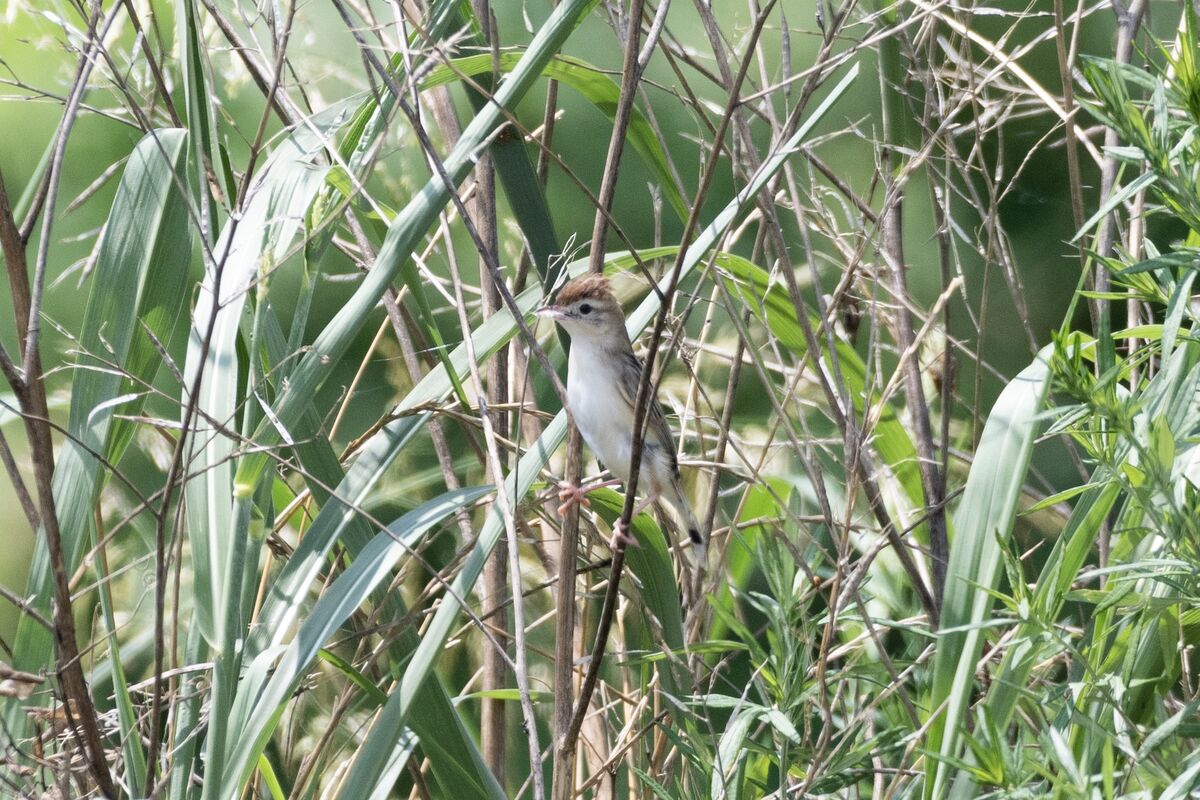 口に綿のようなものをくわえています。