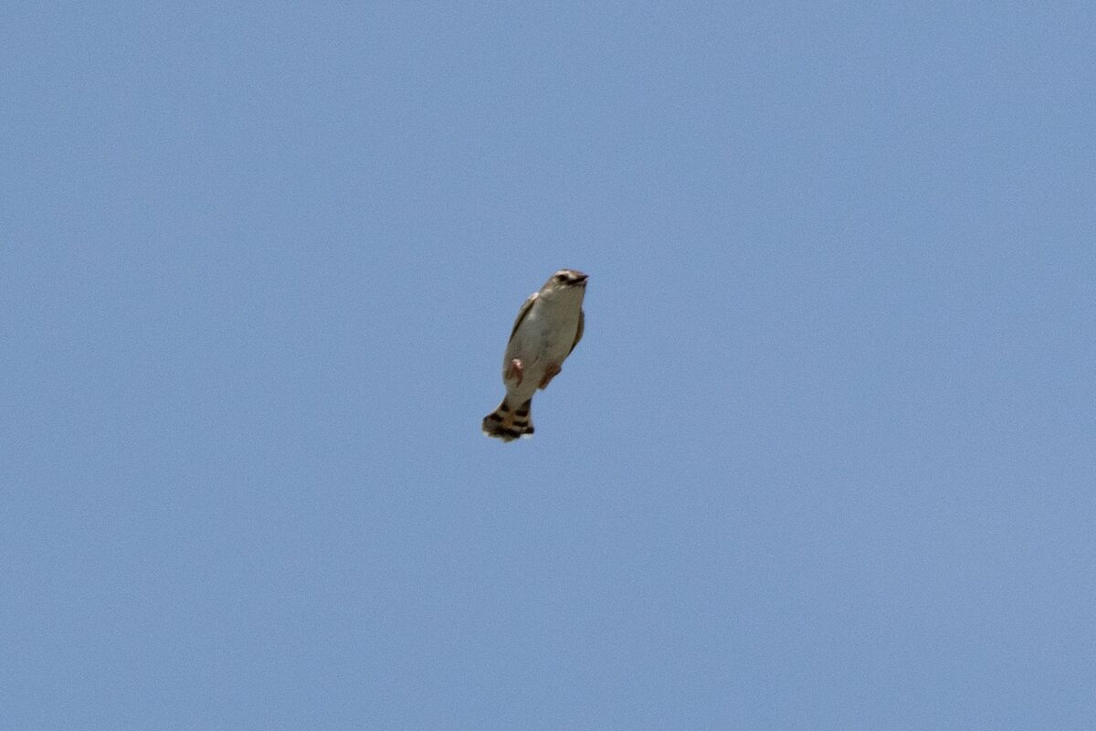 空中姿勢です。
