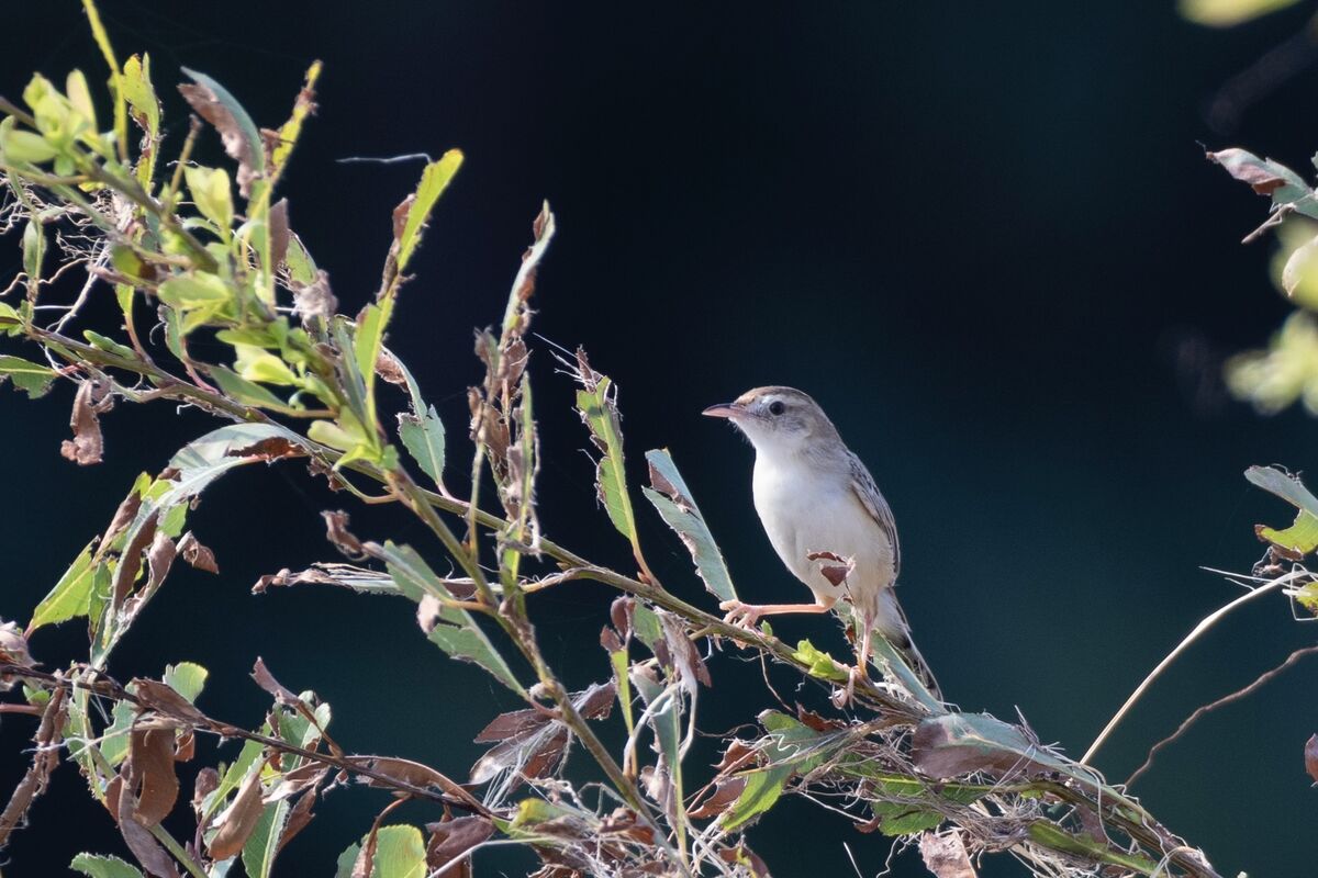 茂みの上に出てきました。