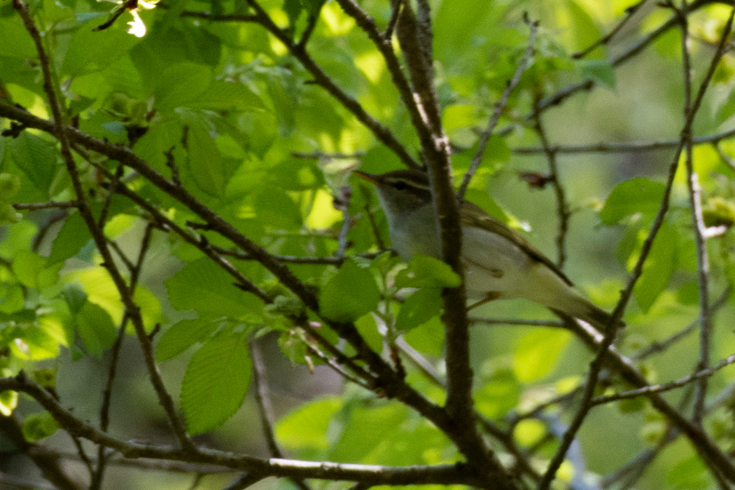 高い木の上にいるところをかろうじて撮影しました。