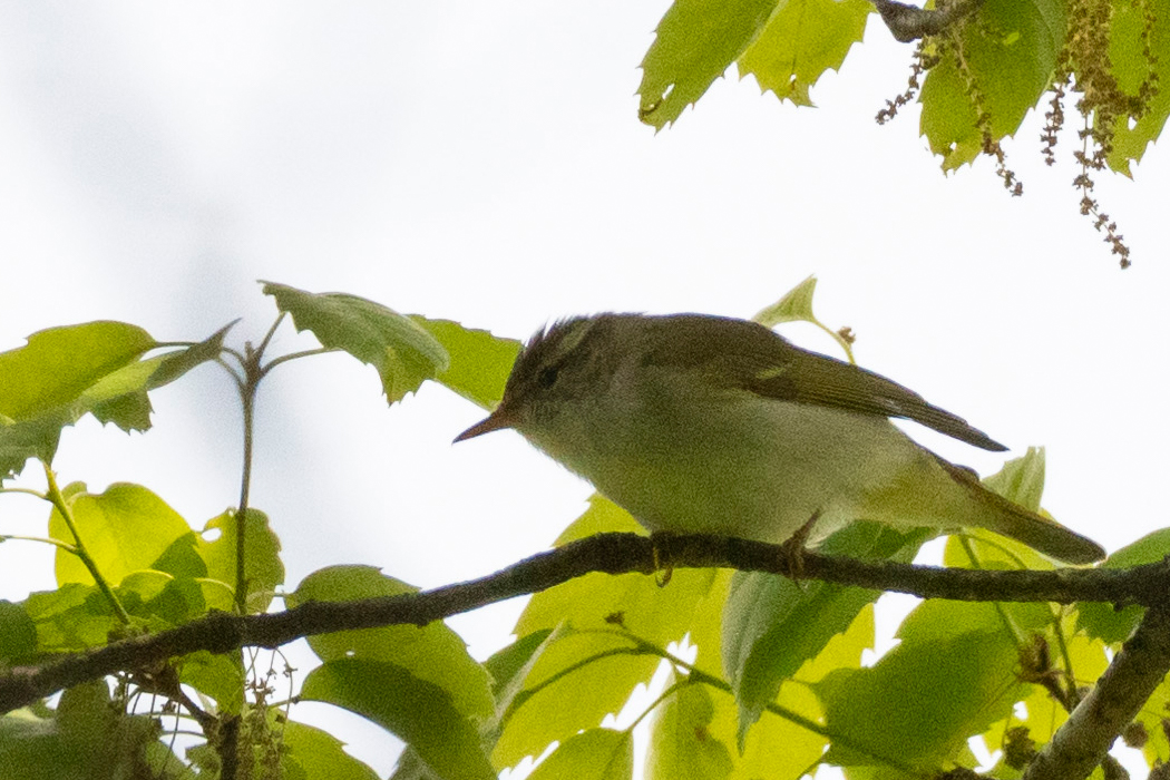葉の間から姿を見せました。