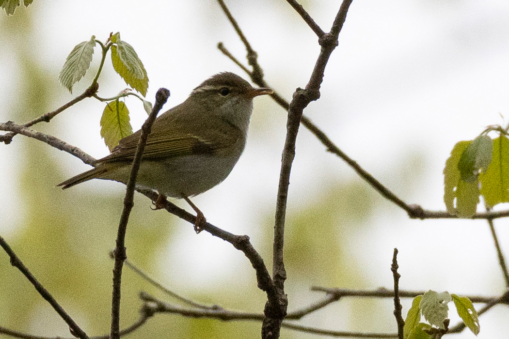 しばらく枝でさえずっていました。