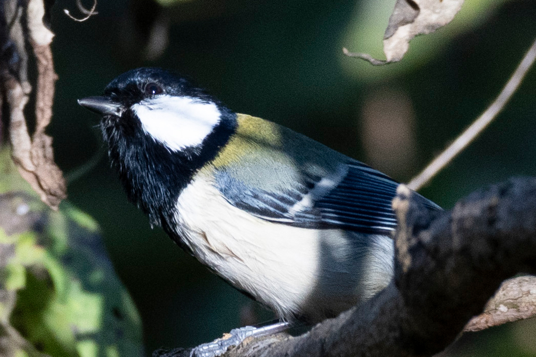 上空を気にしています。