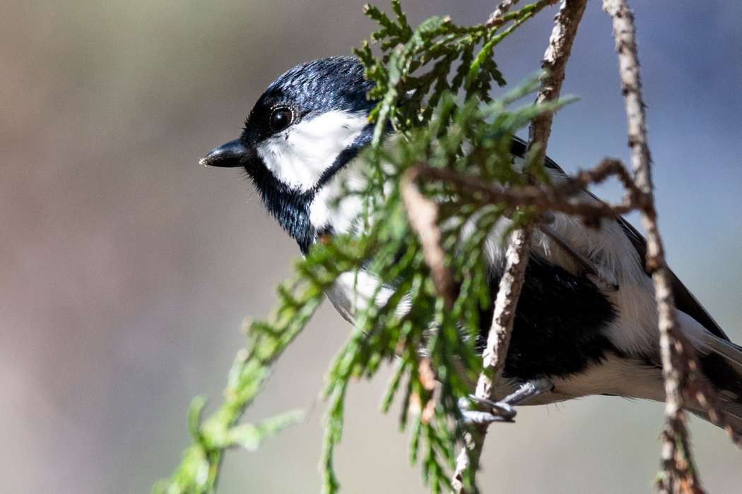 針葉樹でガを捕らえて食べました。