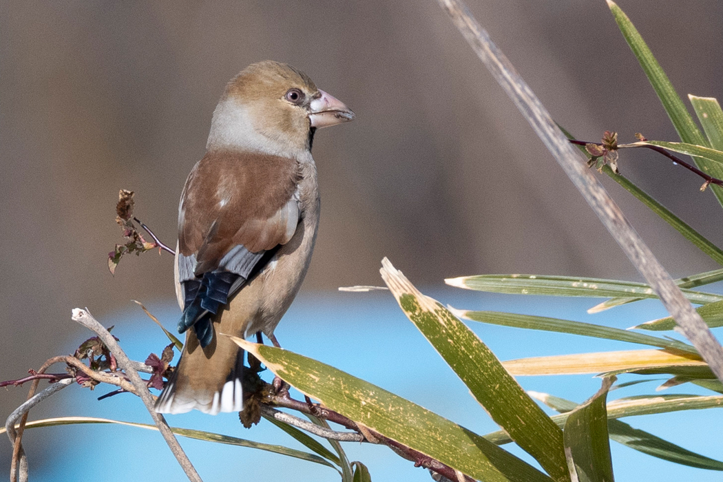 メスもいました。