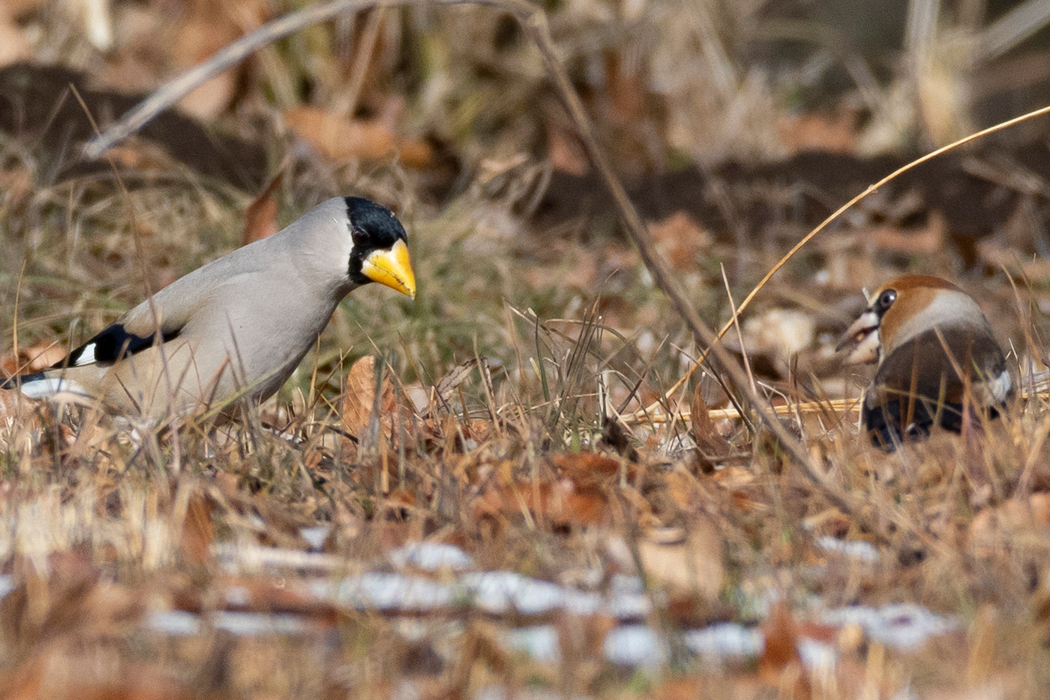 イカルと一緒に採餌していました。