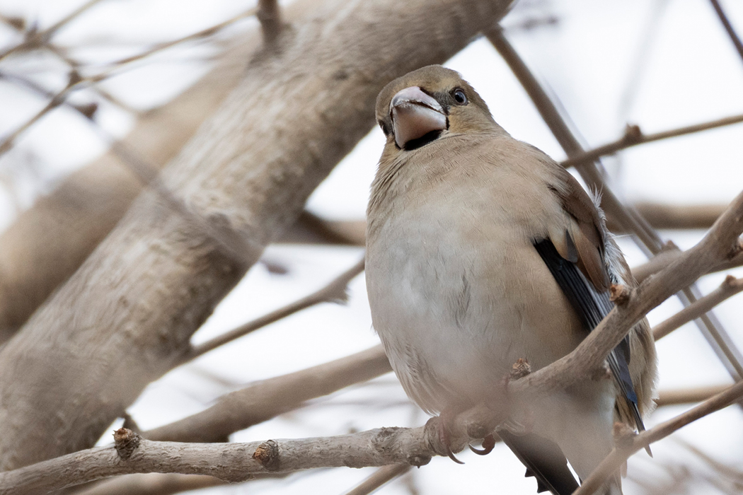 メスが木の上にいました。
