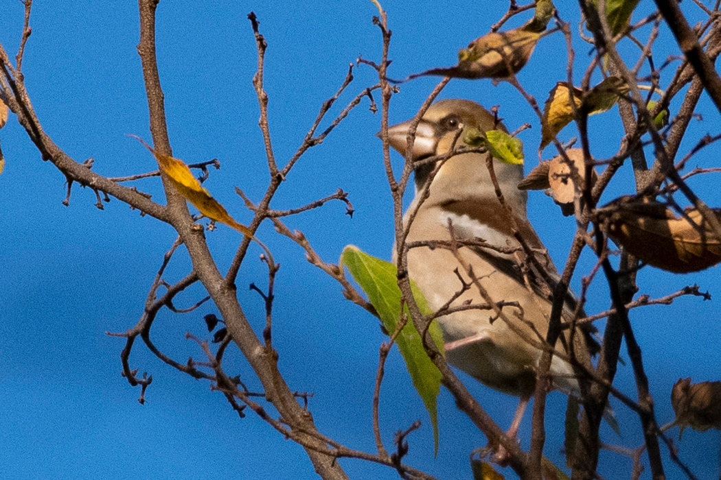 イカルのほうがたくさんいましたがシメもいました。