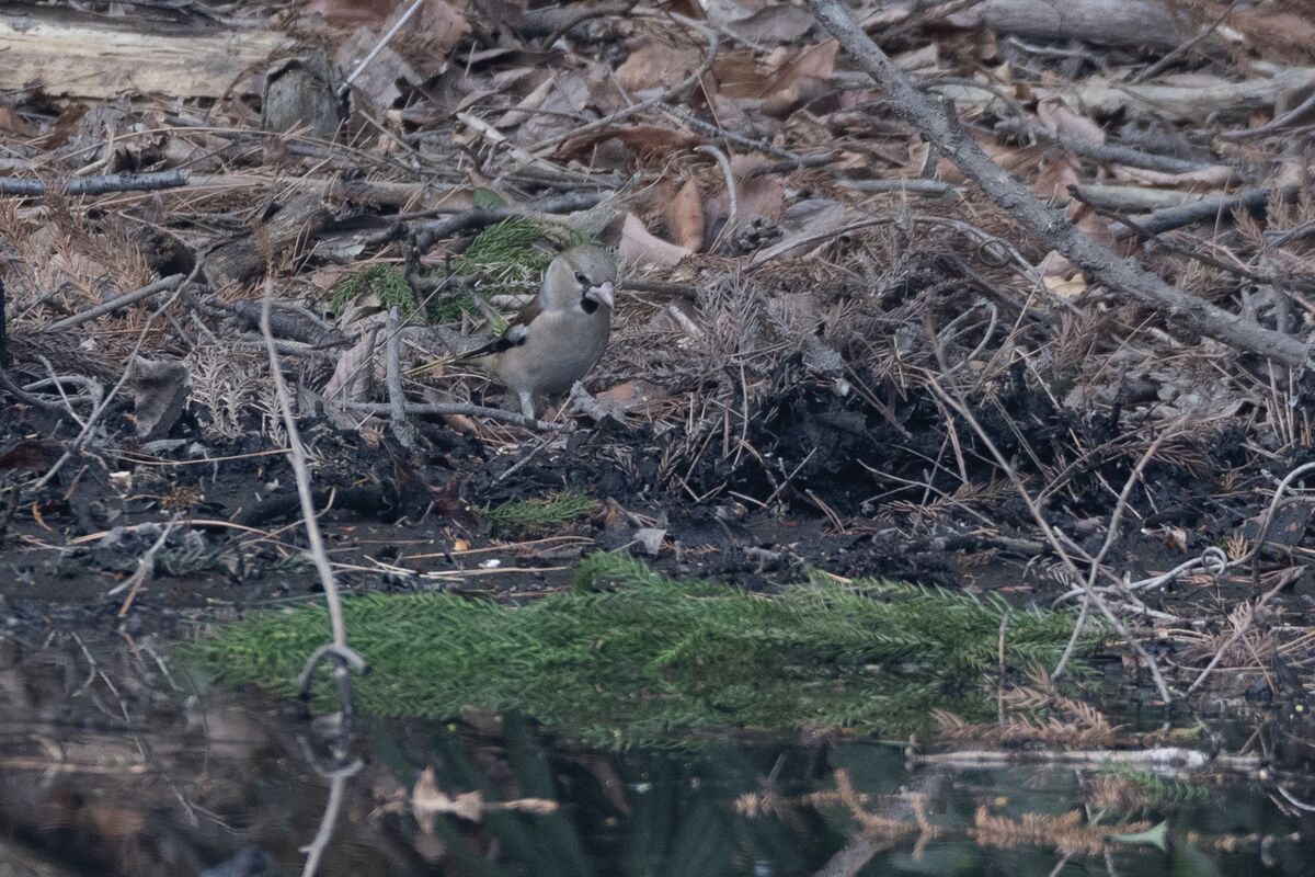 水辺に1羽でやってきました。