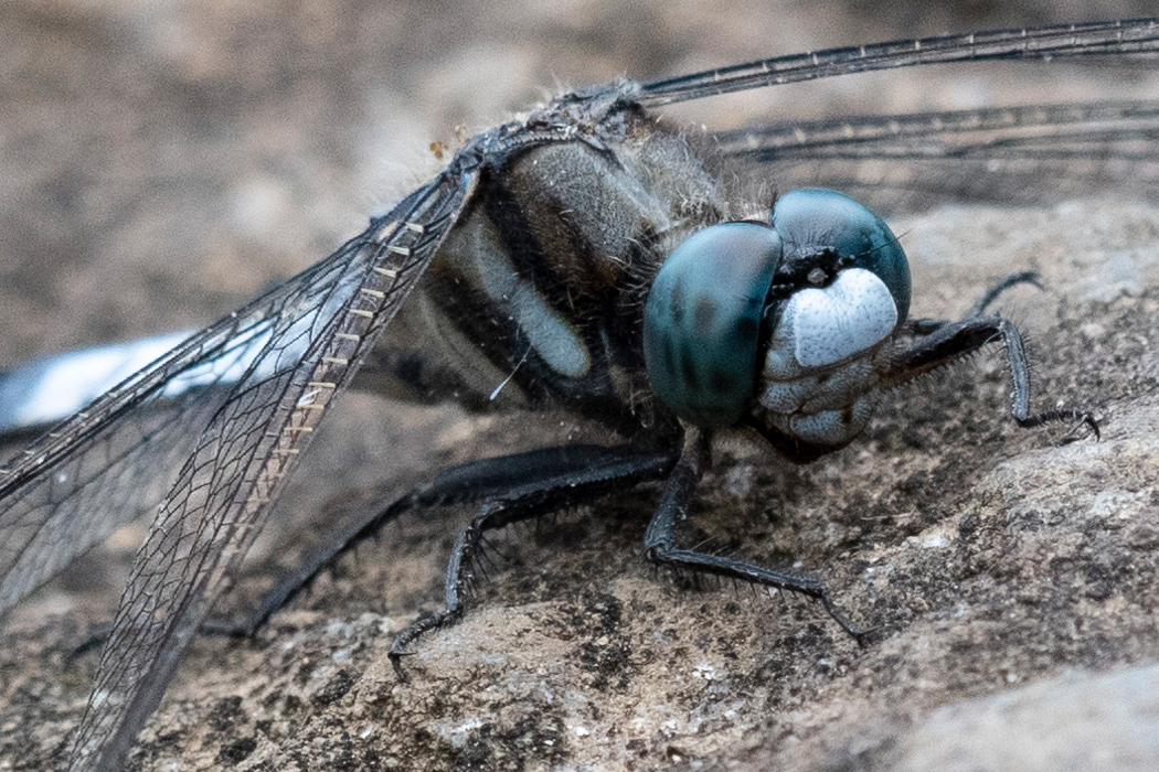 青い複眼です。