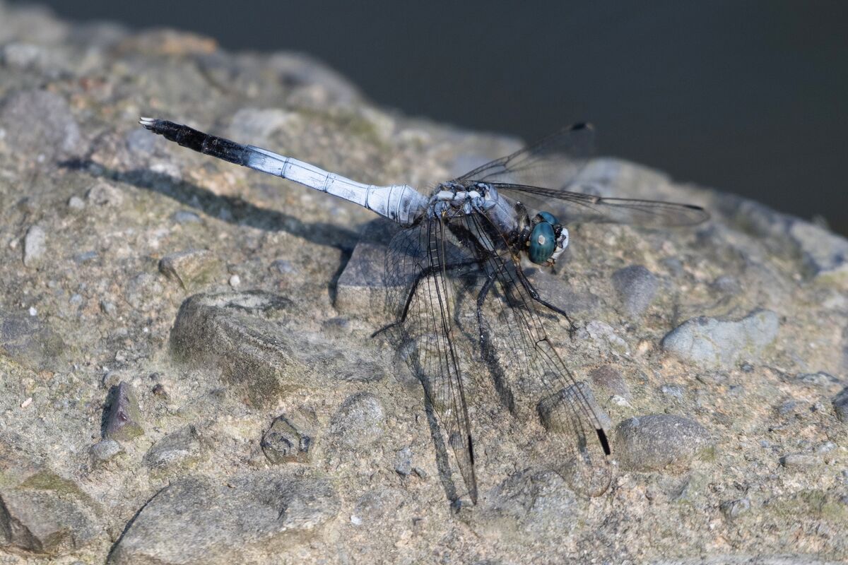 美しい個体です。