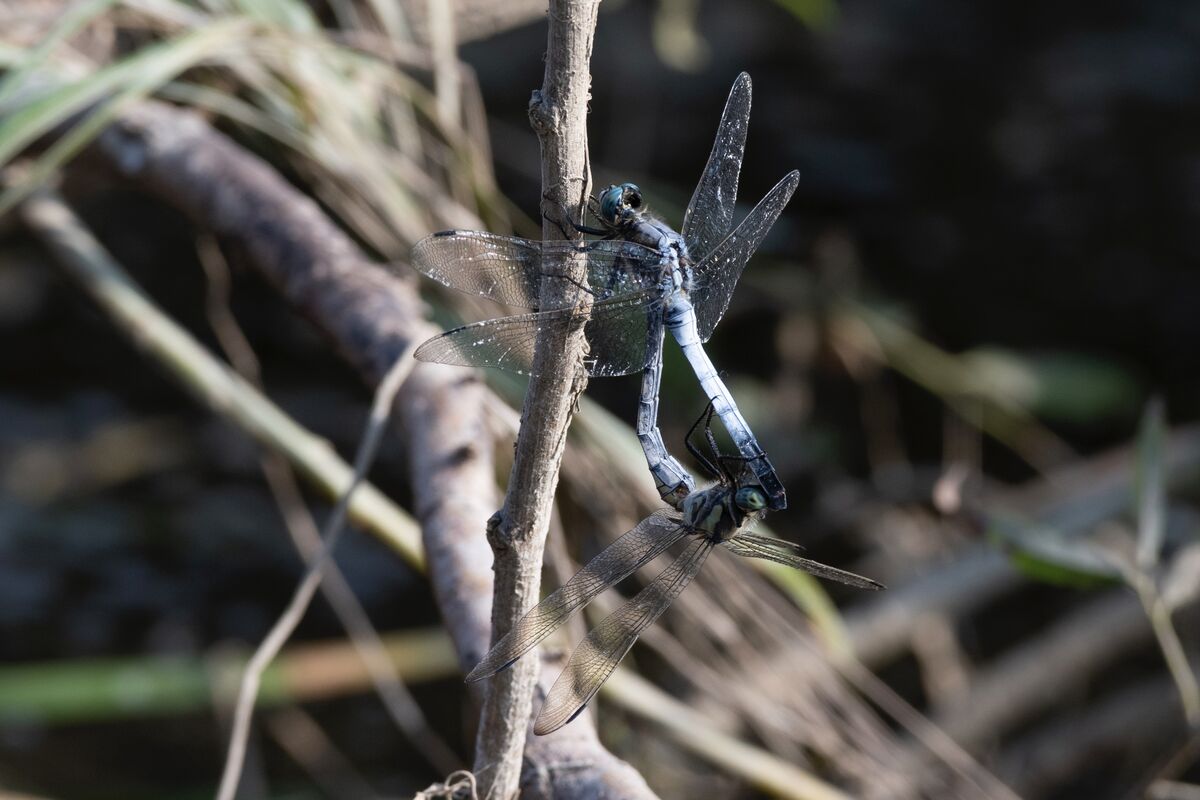 連結していました。