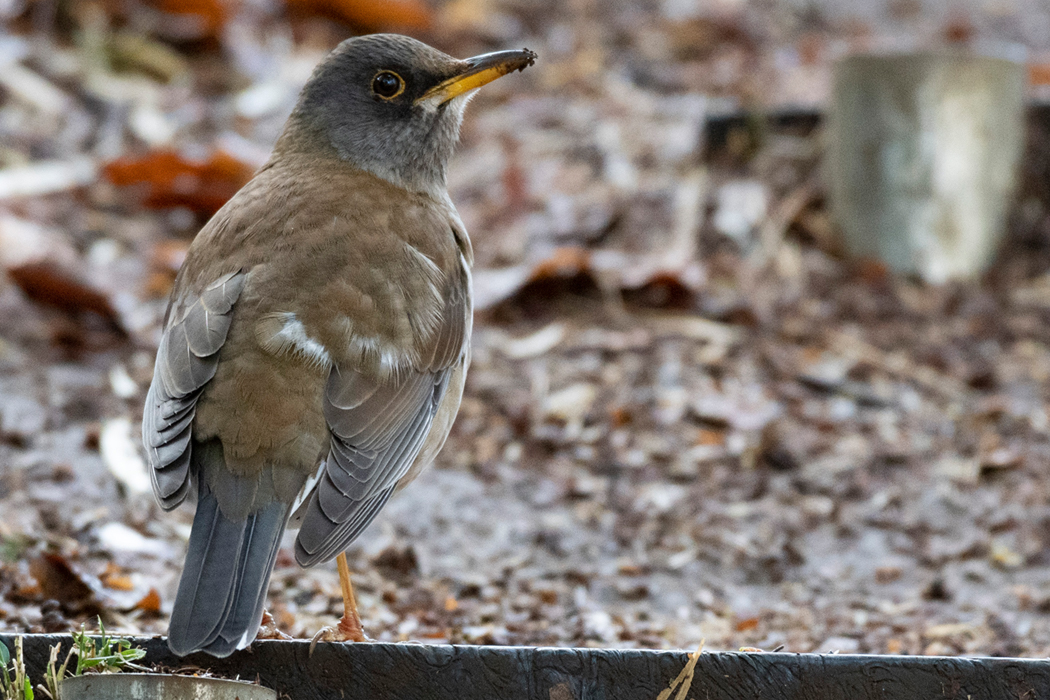 嘴に土がついています。