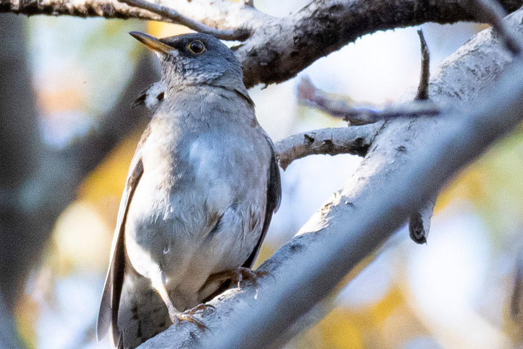 お腹がふっくらしています。