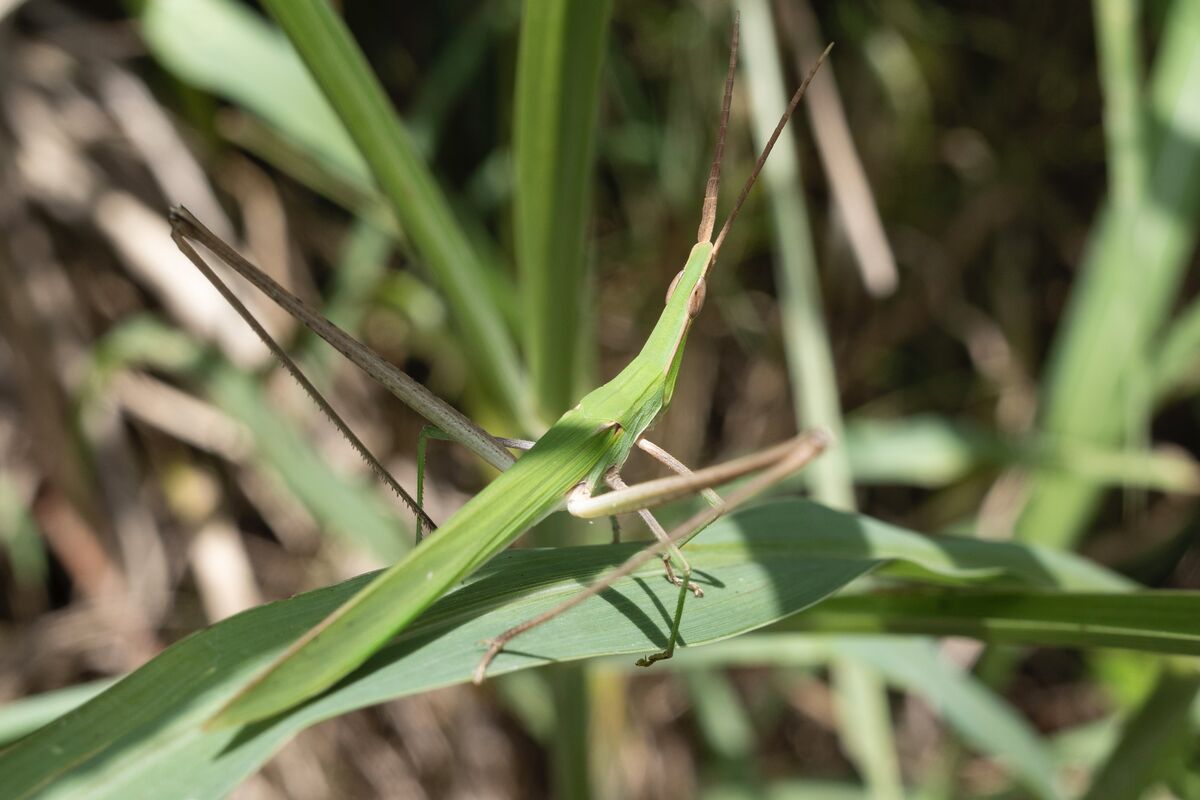 緑色の個体でした。