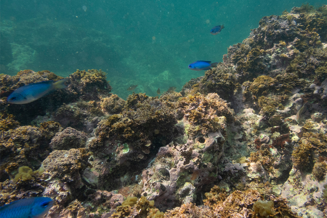 岩の周りで採餌しています。