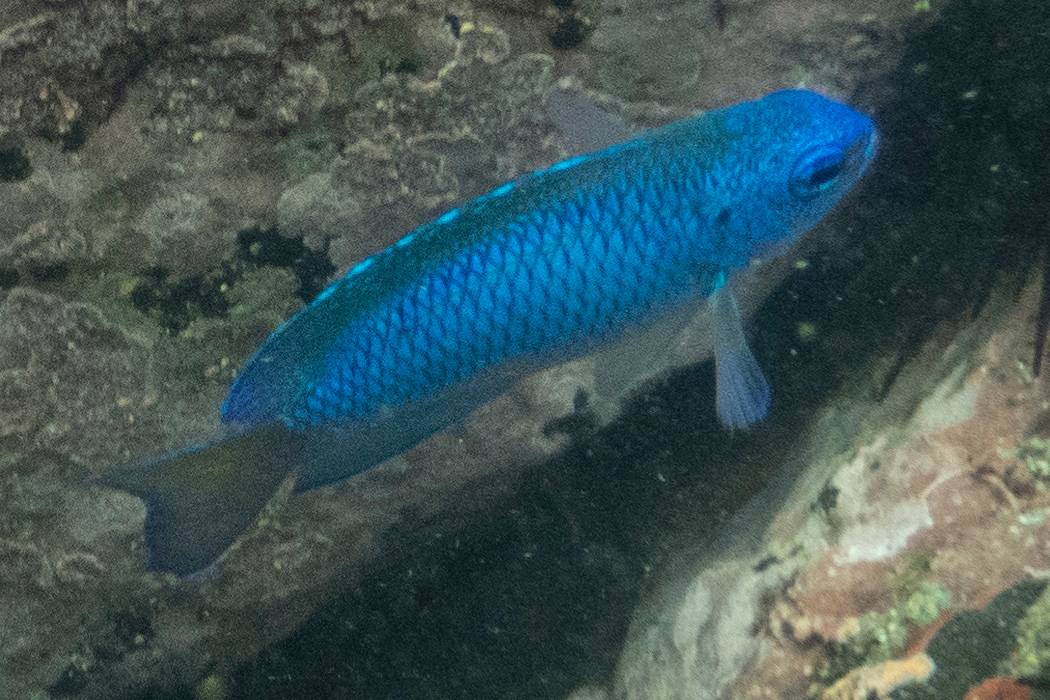 鱗の縁が黒いです。