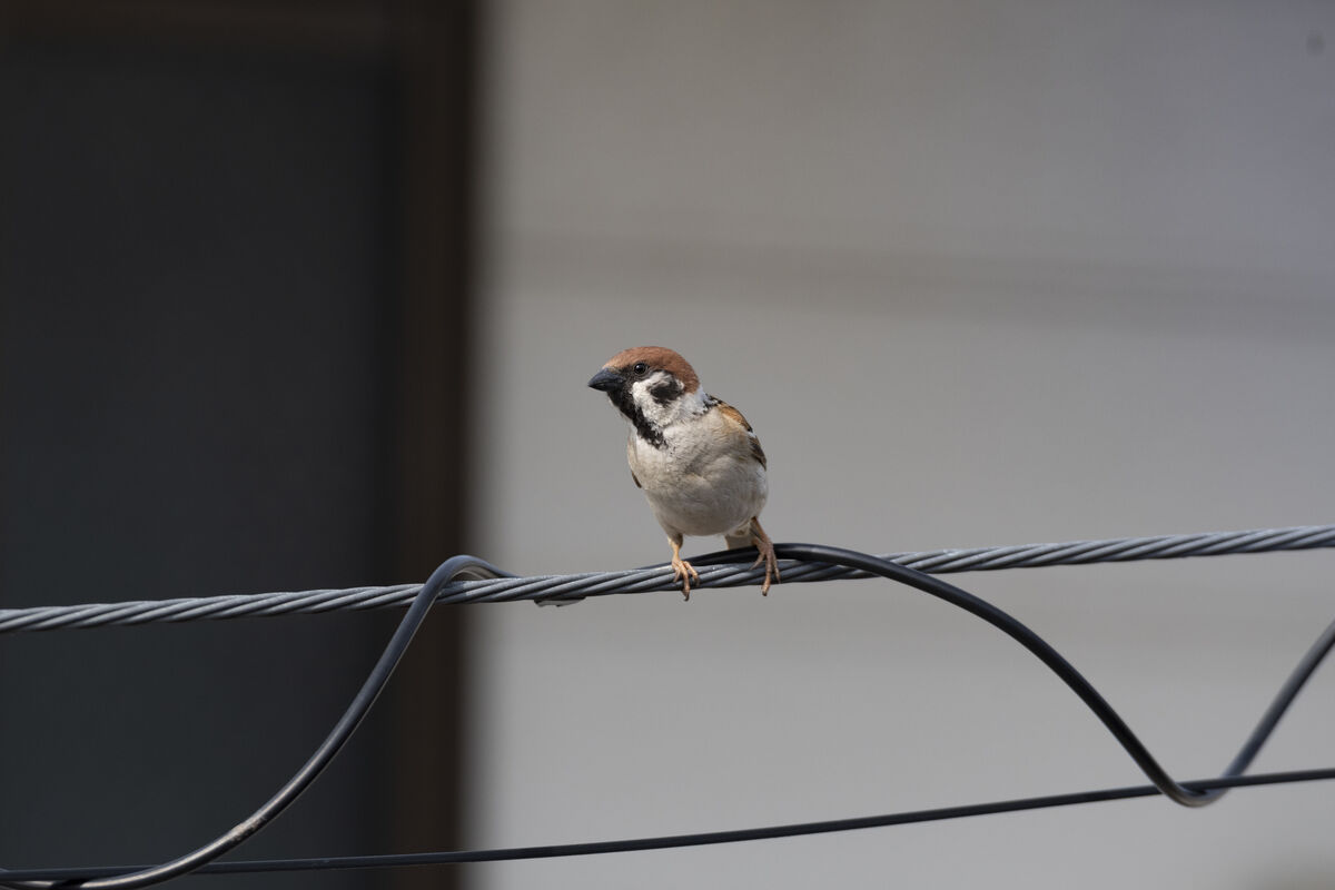 電線からこちらを見ています。