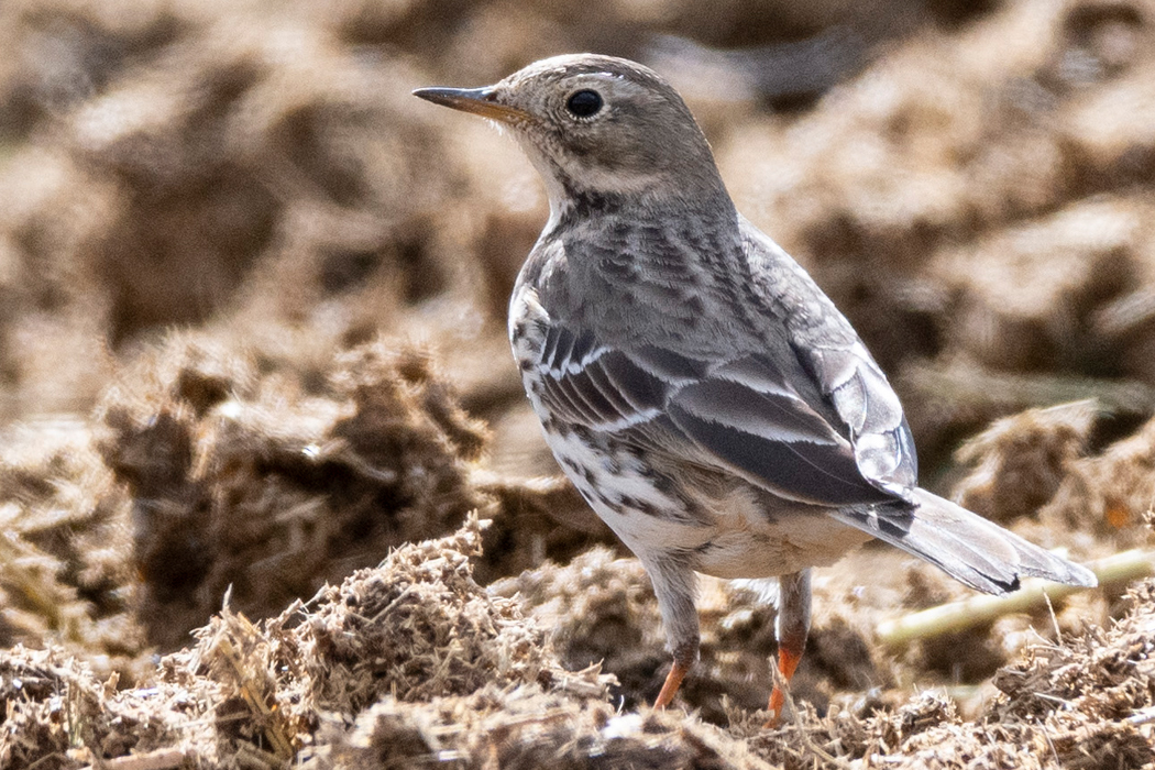 十数羽で畑の地面を歩きながら採餌していました。