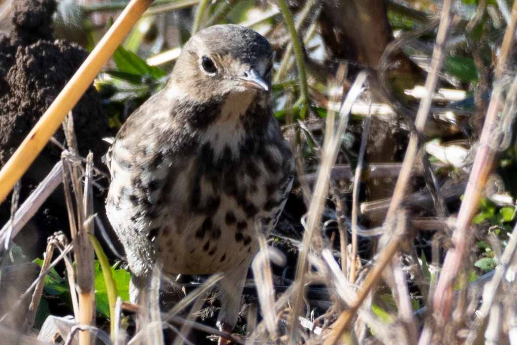 胸から腹にかけてまだら模様です。
