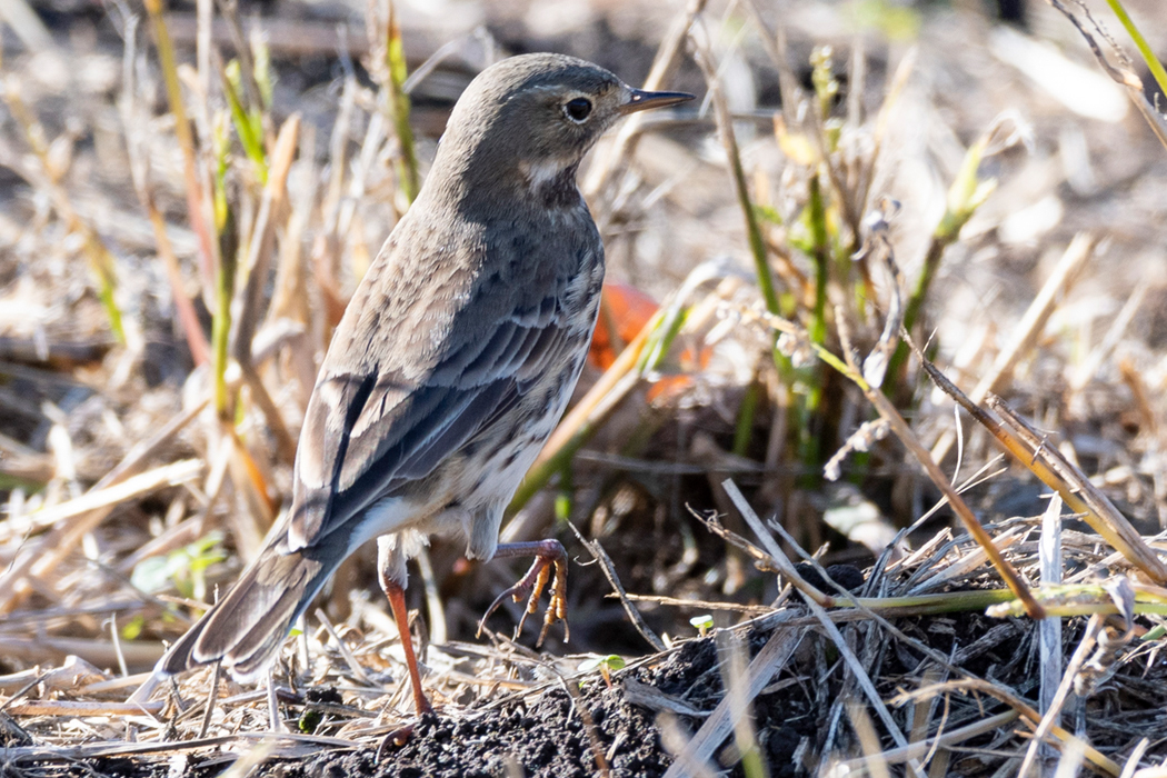 数十羽で採餌していました。