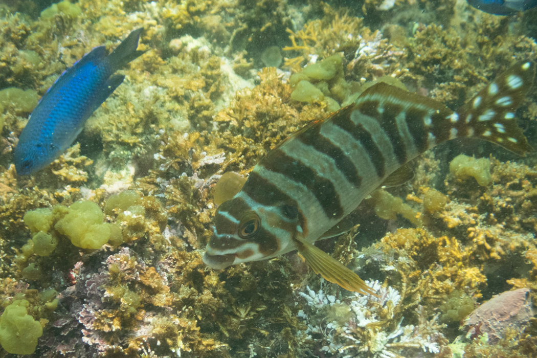 岩をつついて採餌しています。