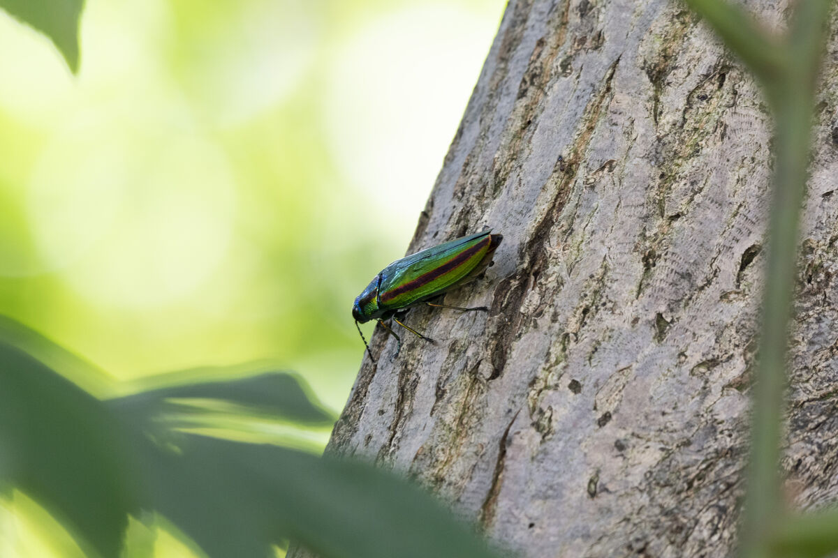 木の裏に逃げました。