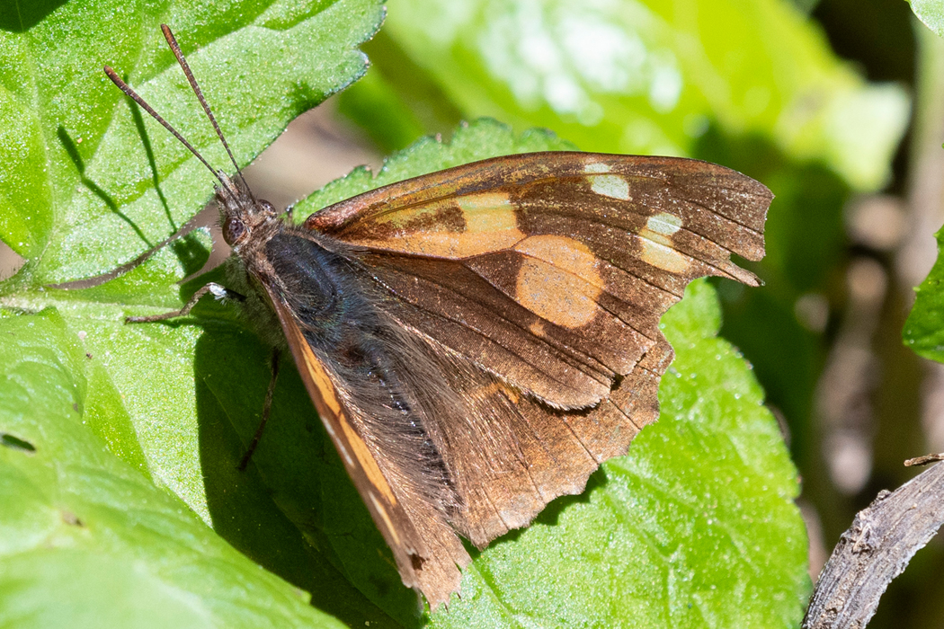 葉の上にとまりました。