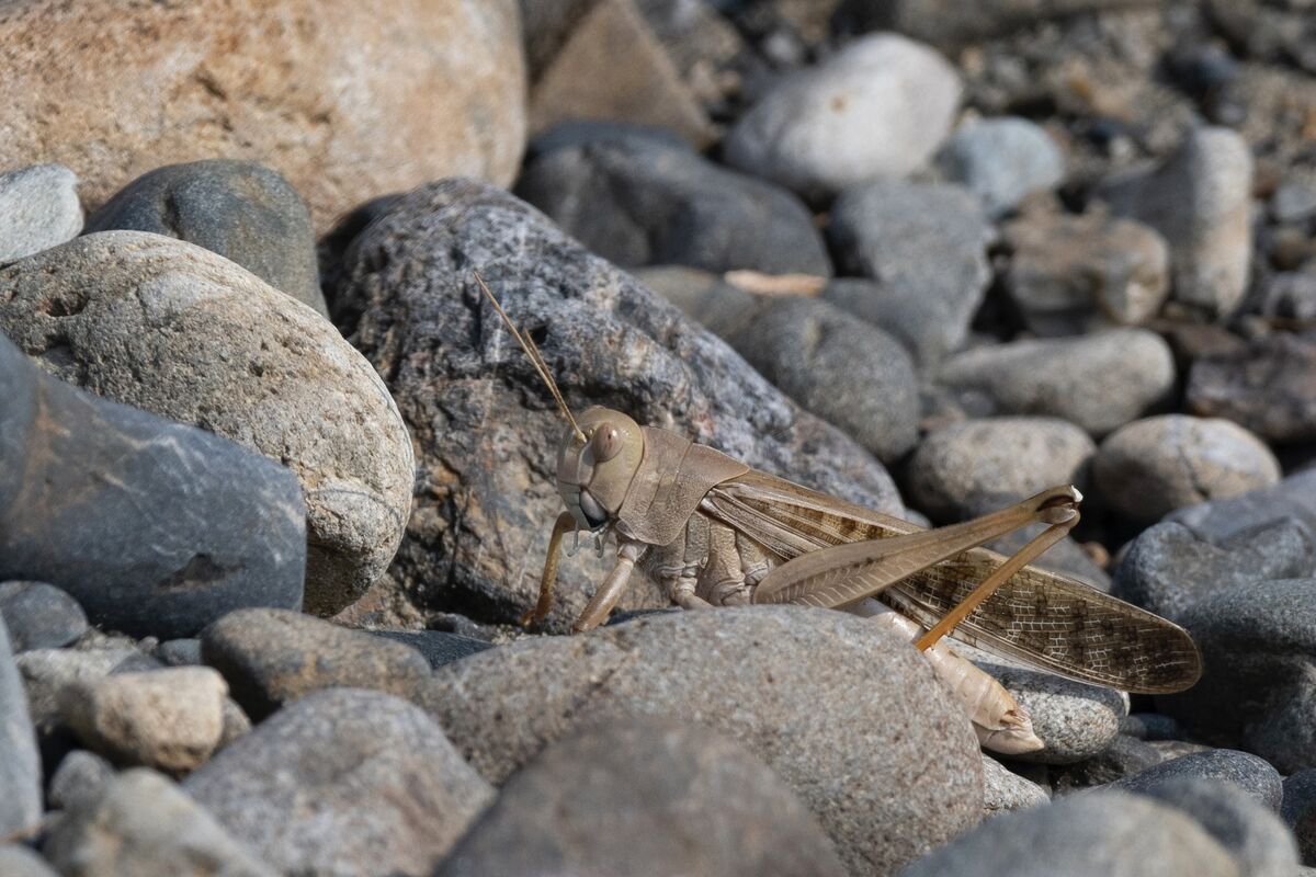石によく紛れています。