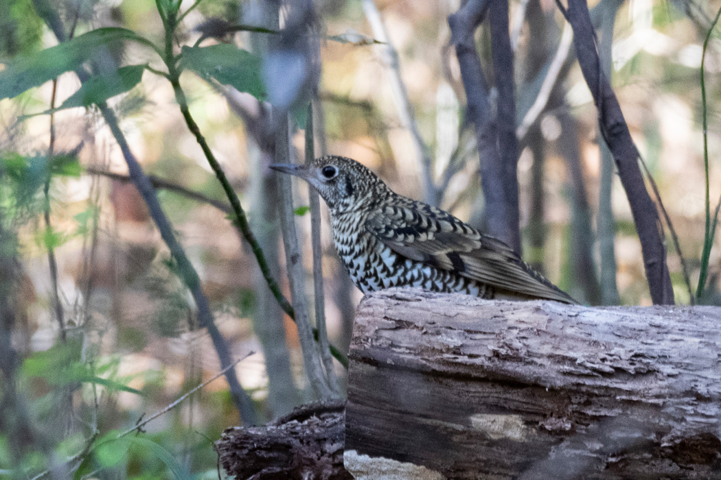 茂みから出てきました。