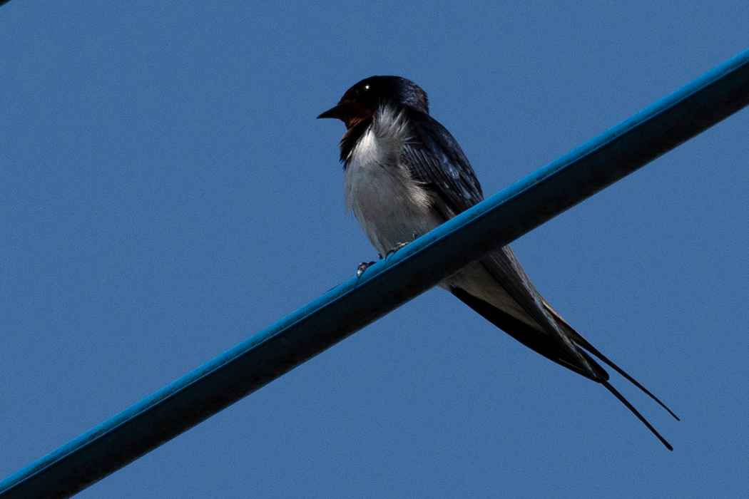 電線の上で何やら言っていました。