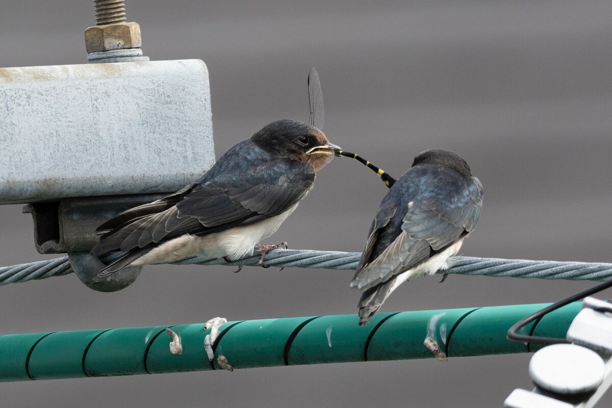 丸呑みしています。