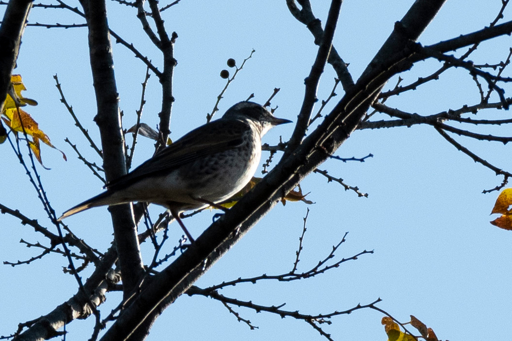 鳴いていました。