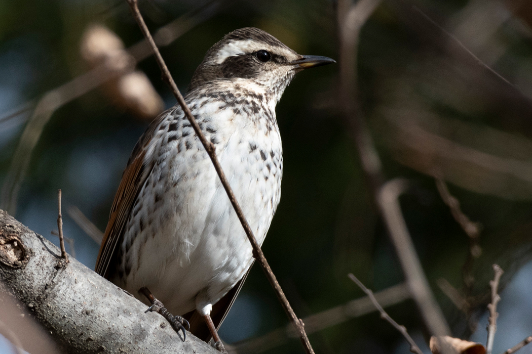 近い枝にとまりました。
