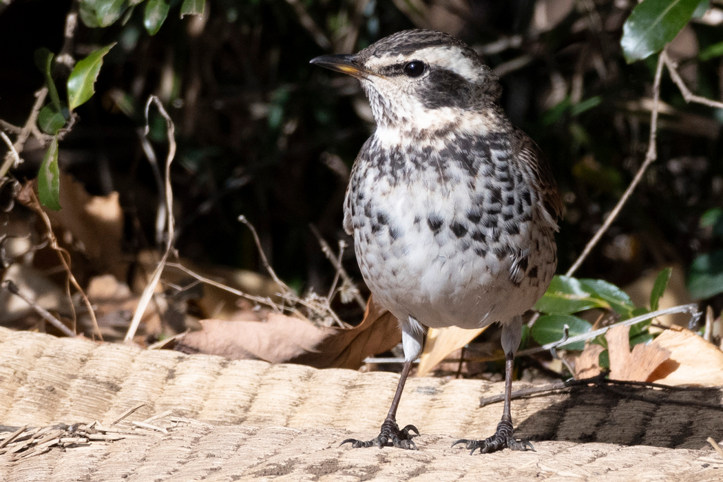 地面に降りてこっちを見ています。