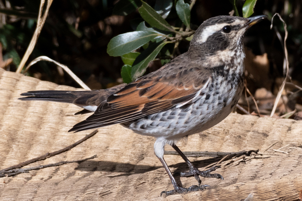 警戒心が薄いです。