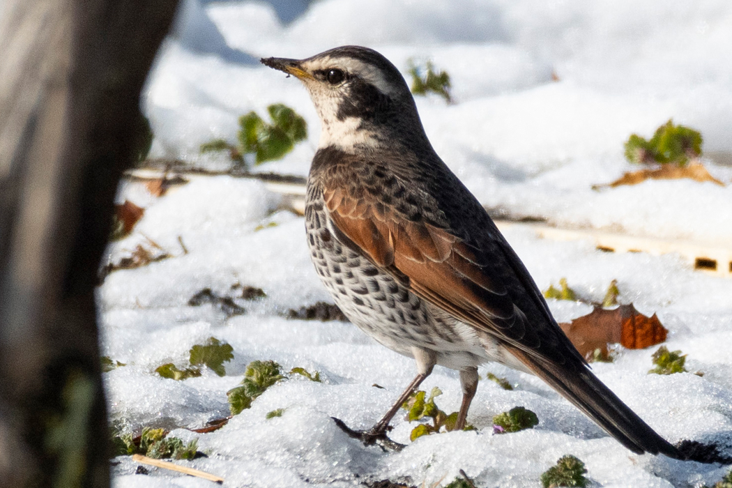 雪の畑を歩いていました。