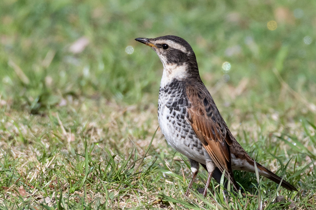 少し数が減ってきた感じがします。