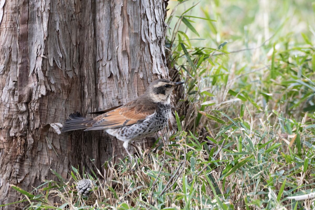 採餌しているようでした。